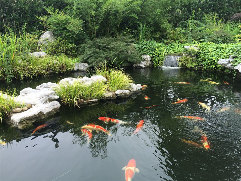 常州锦鲤鱼池