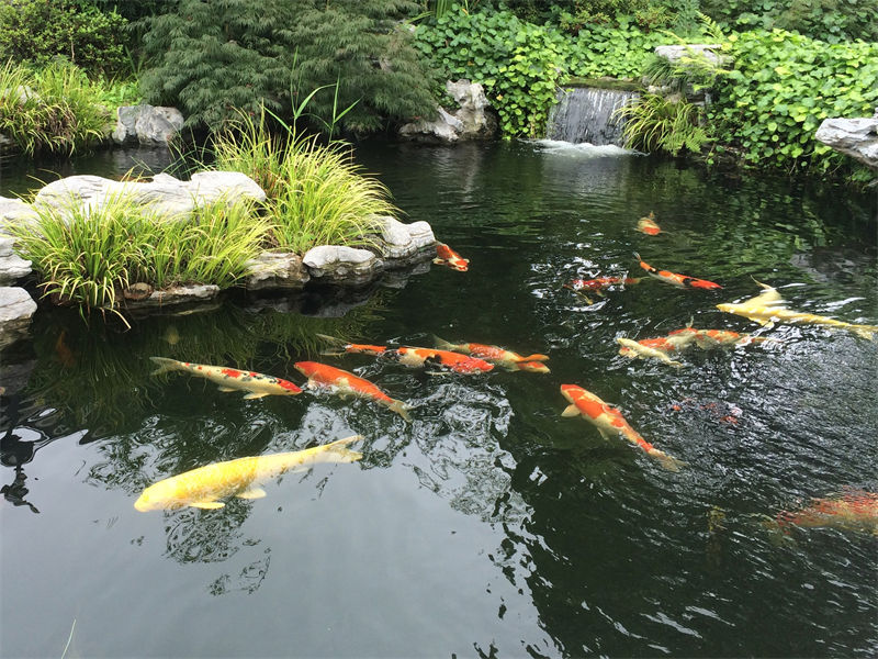 常州锦鲤鱼池