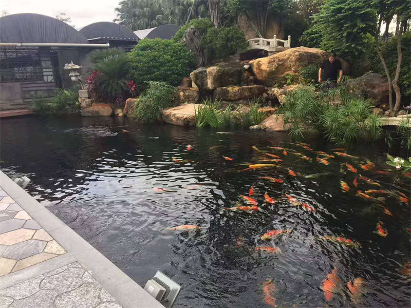 常州锦鲤鱼池